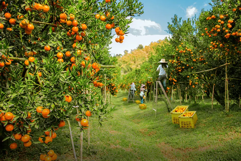 Kebun jeruk dan aktivitas agrowisata